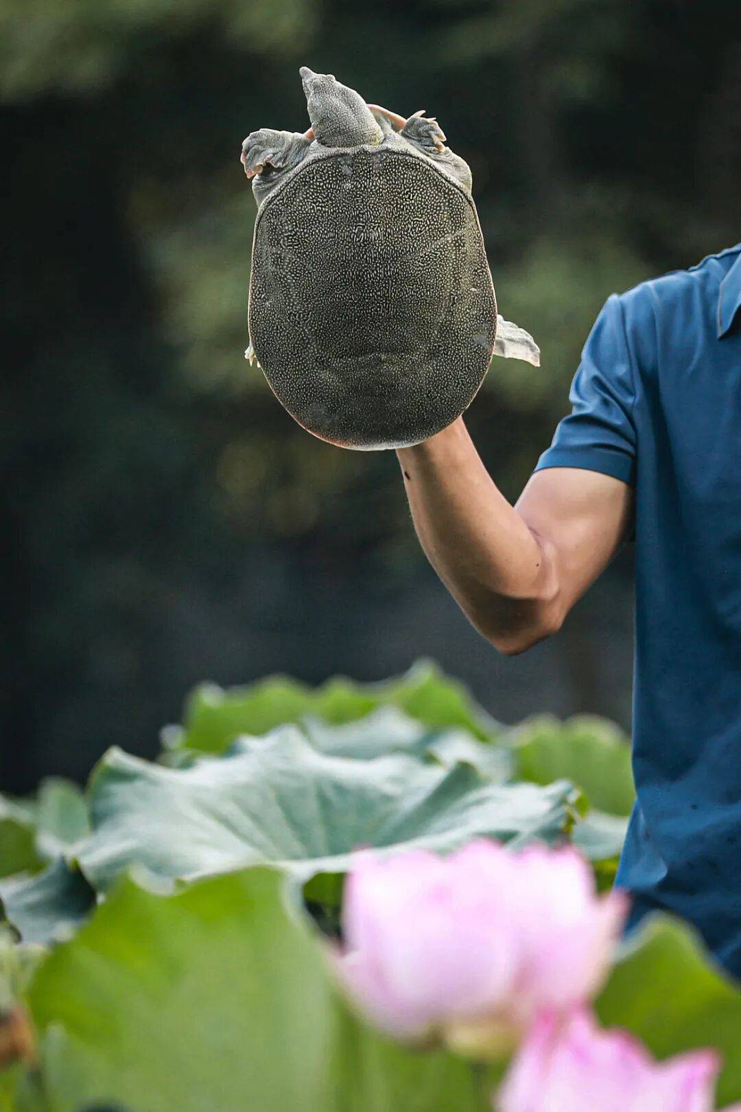 皇冠皇冠信用代理_这种丑到爆的鱼皇冠皇冠信用代理,为啥成了武汉人吃宵夜的顶配?