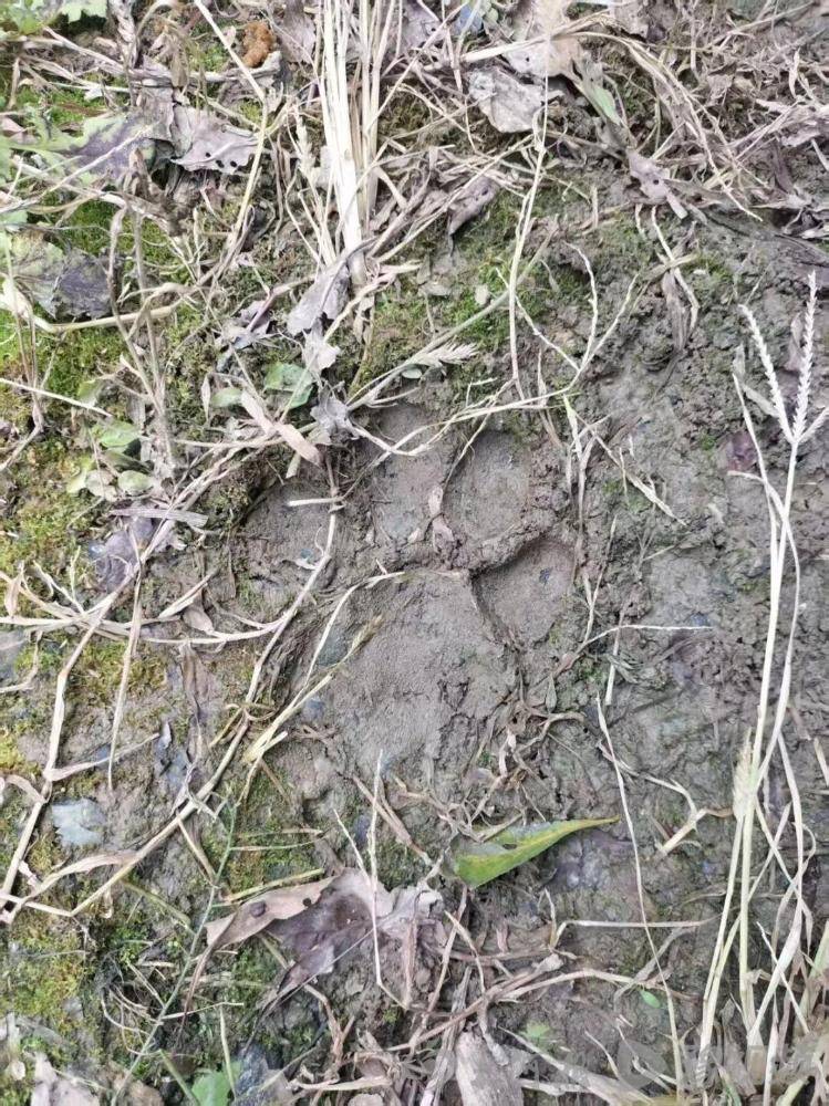 皇冠信用网占成代理_湖北鹤峰县疑再现老虎踪迹皇冠信用网占成代理,村民家猪遭袭,玉米地发现脚印,此前男子自称干农活时被抓伤,当地回应