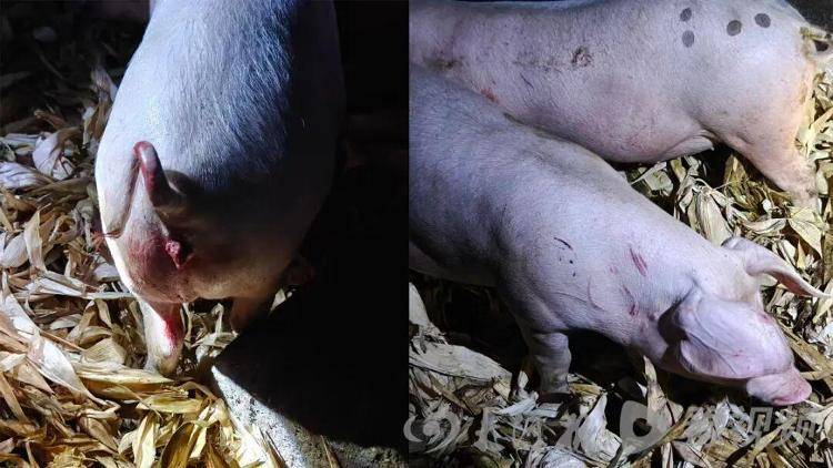 皇冠信用网占成代理_湖北鹤峰县疑再现老虎踪迹皇冠信用网占成代理,村民家猪遭袭,玉米地发现脚印,此前男子自称干农活时被抓伤,当地回应