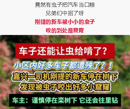 皇冠会员如何申请
_汽车被虫子啃得都是窟窿皇冠会员如何申请
,“一边咬一边往里钻”!很多人中招