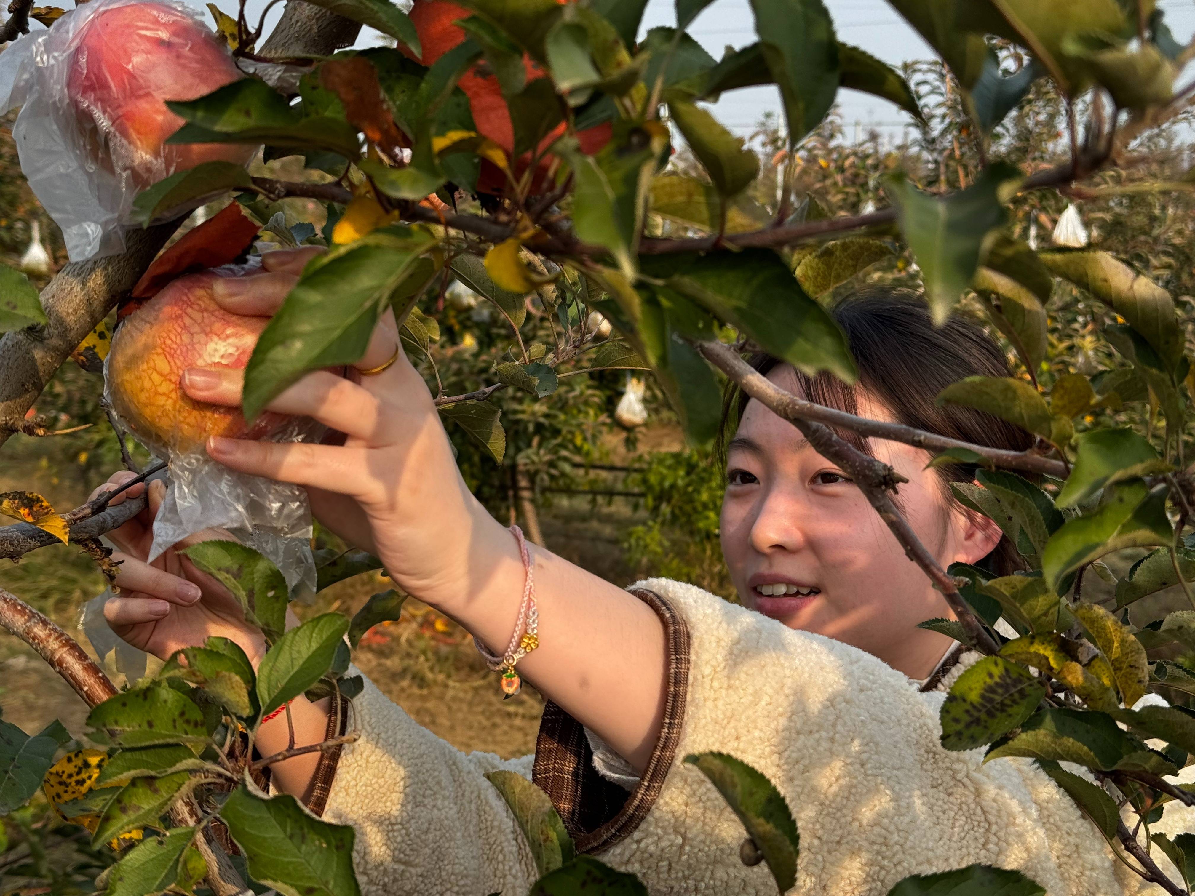 信用网怎么开户
_“淮北为啥不种橘子信用网怎么开户
?”果农:因为我们有更甜的王牌