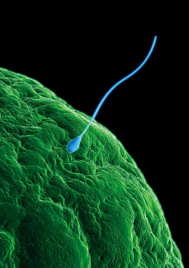 曼城vs曼联
_“捐精灾难”曼城vs曼联
,近200名新生儿极大概率患癌