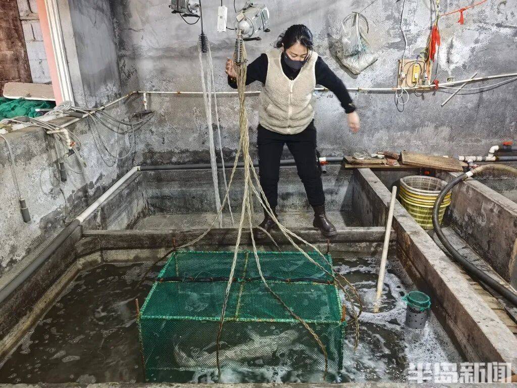 信用网如何申请_神奇！青岛渔民出海捕到一条怪鱼信用网如何申请，身价昂贵！