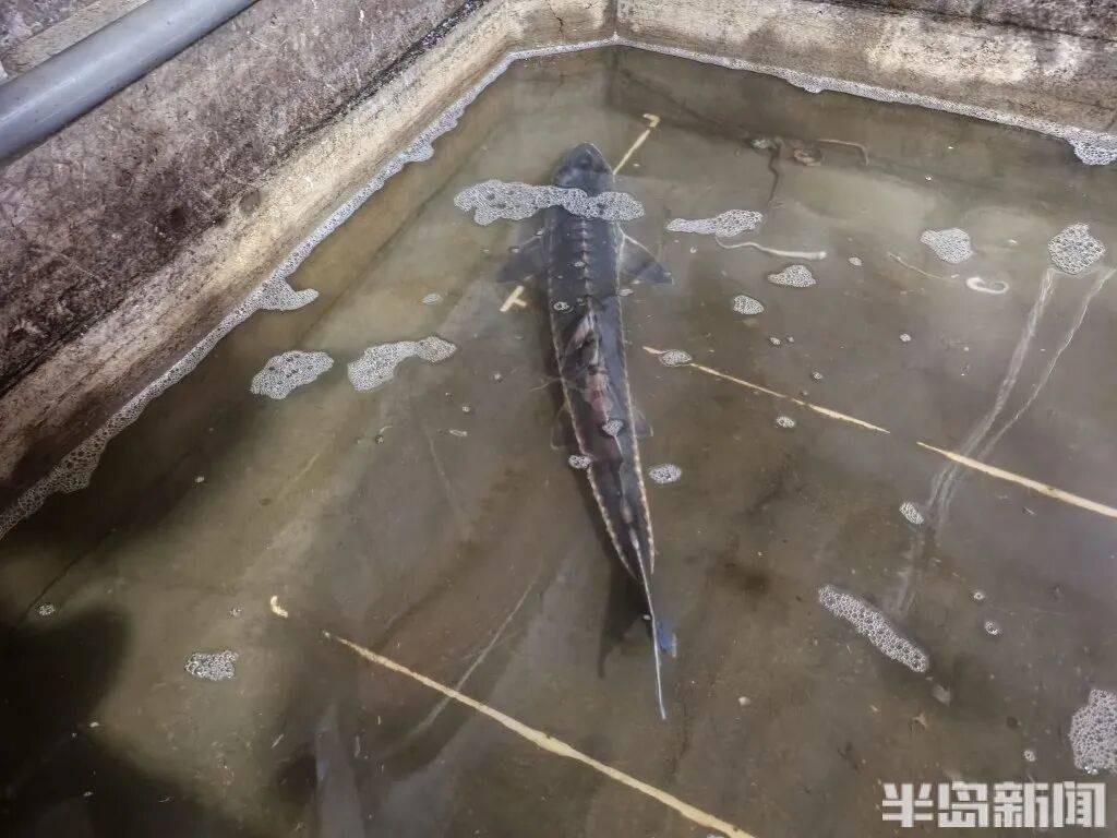 信用网如何申请_神奇！青岛渔民出海捕到一条怪鱼信用网如何申请，身价昂贵！