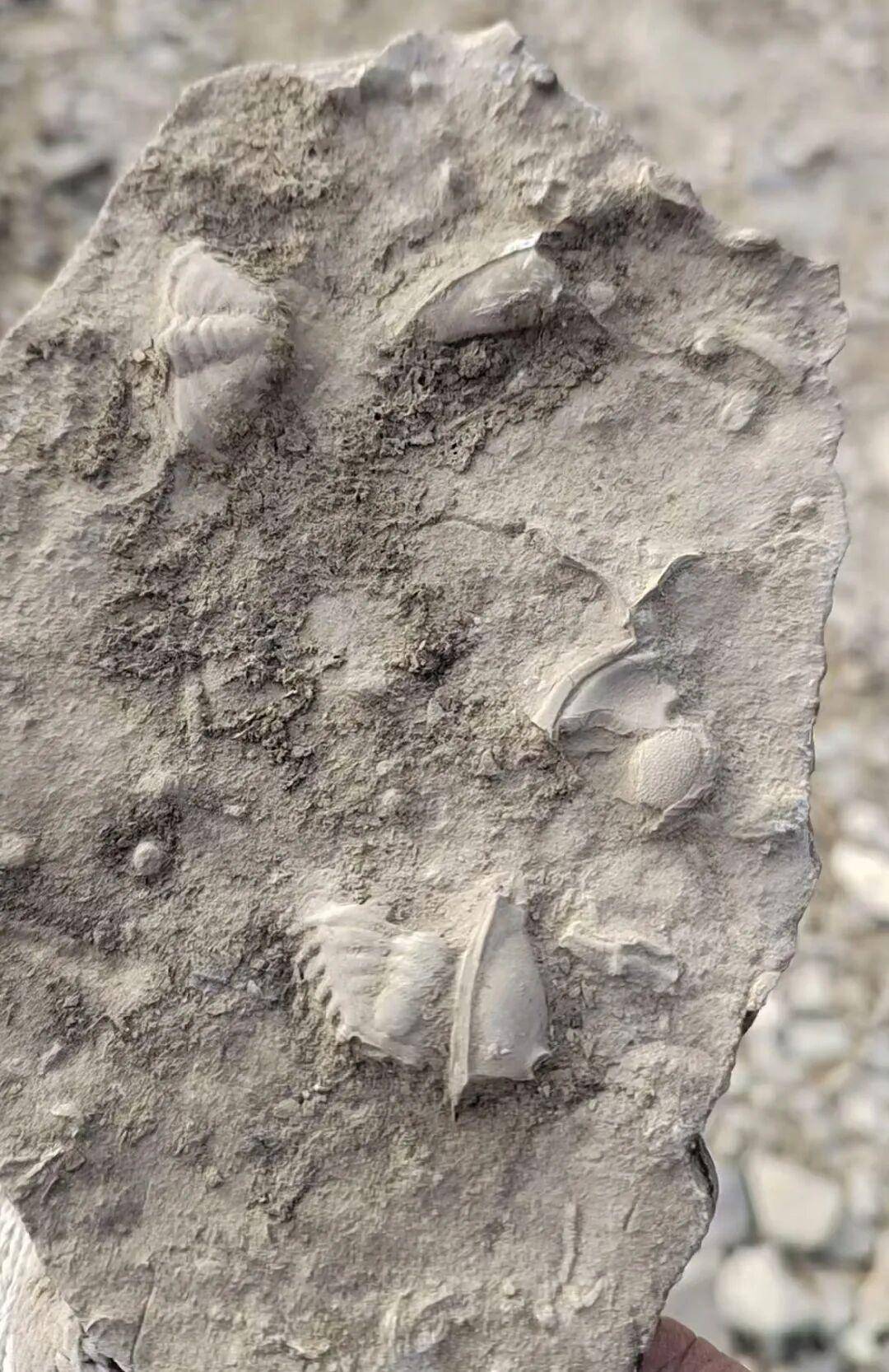 皇冠信用网开号_山东泰安一地有人称挖到三叶虫化石引发跟风采挖皇冠信用网开号，当地：不安全，已封山，如确有化石会保护