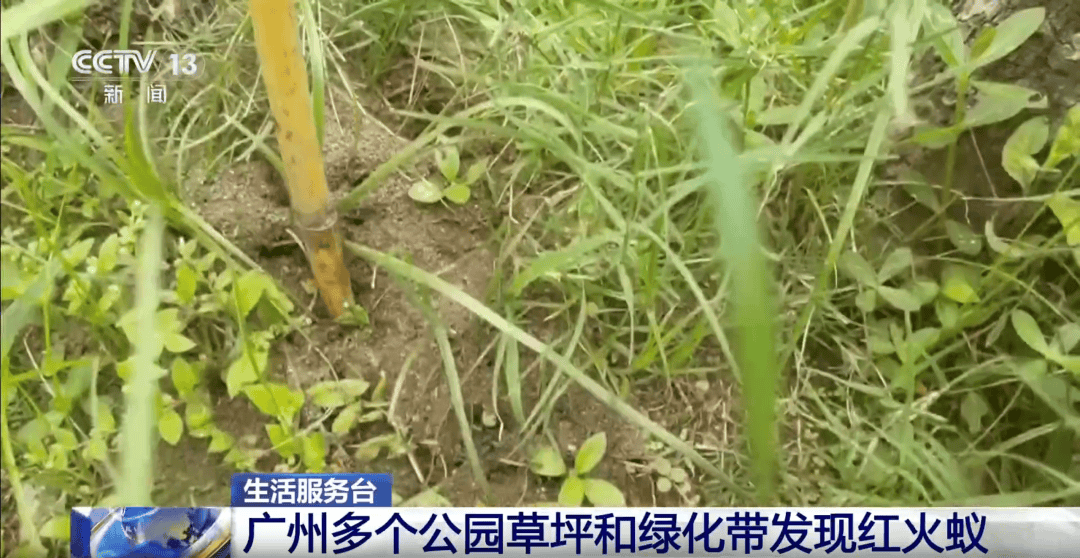 皇冠信用网登3_网友炸锅皇冠信用网登3!广东多个公园、绿化带中出现!深圳疾控紧急提醒:远离这种小土堆