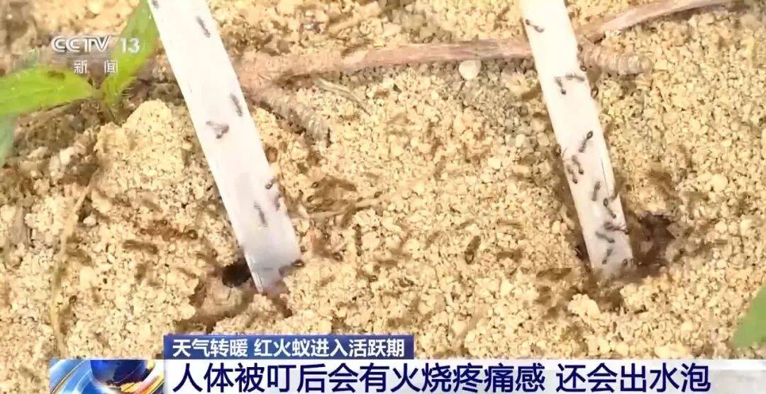 皇冠信用网登3_网友炸锅皇冠信用网登3!广东多个公园、绿化带中出现!深圳疾控紧急提醒:远离这种小土堆