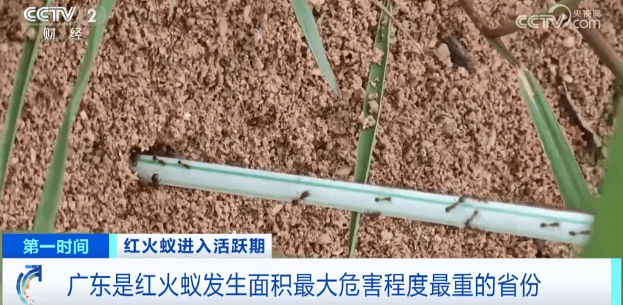 皇冠信用网登3_网友炸锅皇冠信用网登3!广东多个公园、绿化带中出现!深圳疾控紧急提醒:远离这种小土堆