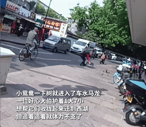 皇冠信用网会员开户申请_杭州闹市区皇冠信用网会员开户申请，女子突然发现一群小鸳鸯在自家水缸喝水，一共11只！她马上做了个决定……