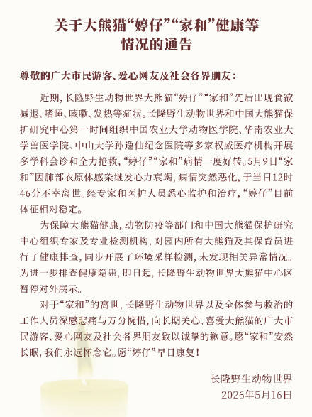 达拉斯飞翼篮球_广州长隆野生动物世界：大熊猫家和不幸离世达拉斯飞翼篮球，大熊猫婷仔体征相对稳定