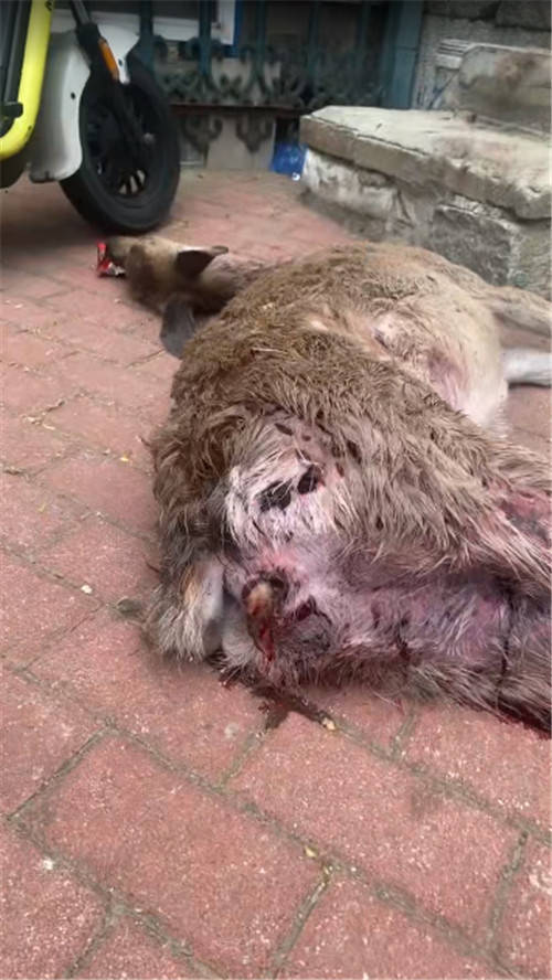 亚特兰大梦想VS西雅图风暴
_事发大连动物园北门附近:一只梅花鹿疑遭流浪狗“掏肛”致死